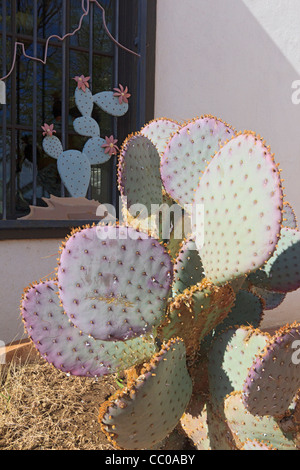 Feigenkaktus mit violetten Farbton in Arizona. Stockfoto