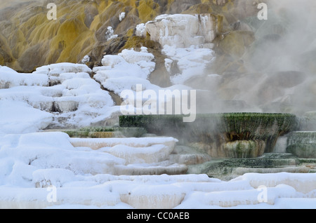 Dampf steigt aus bunten Travertin Terrasse und Pools. Mammoth Hot Springs, Yellowstone-Nationalpark, Wyoming, USA. Stockfoto