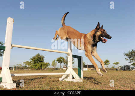 reinrassigen belgischen Schäferhund Malinois in einem Training von Beweglichkeit Stockfoto