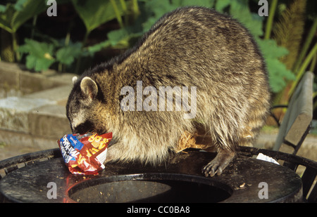 Ein Waschbär auf ein Mülleimer im Stanley Park, Vancouver, BC Stockfoto