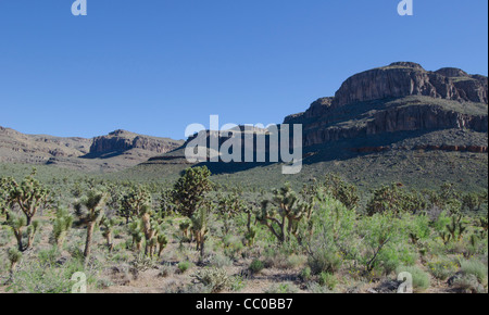 Yuccas high desert West Grand Canyon Arizona Stockfoto