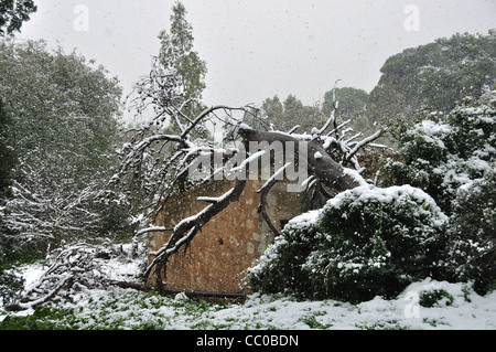 Schneesturm im Wald. Gefallenen Baumstamm auf verlassenen Haus. Stockfoto