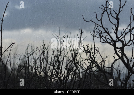 Baum Zweige Silhouette und dunklen Winterhimmel durch Fenster mit Regentropfen gesehen. Stockfoto