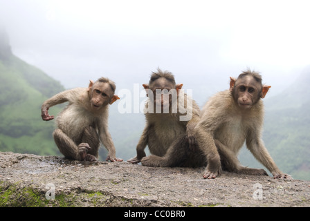 Die Motorhaube Makaken (Macaca Radiata) Stockfoto