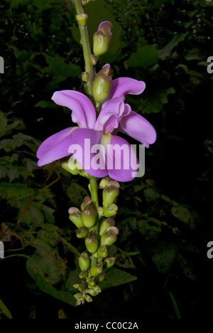 Vigna Blume Stockfoto