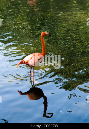 Ein bunter Vogel American Flamingo. Stockfoto