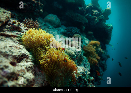 Anemonenfisch Kolonie an der Grenze des Tiefenwassers Abgrund Stockfoto