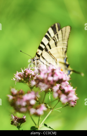 Schwalbenschwanz Schmetterling (Iphiclides Podalirius) sitzen auf Blüte im Sommer. Stockfoto