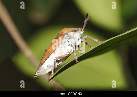 Der braune Marmorated Gestank Bug (Halyomorpha Halys) Stockfoto