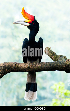 Borneo Exoctic großes Hornbill Vogel auf Zweig in Malaysia. Stockfoto