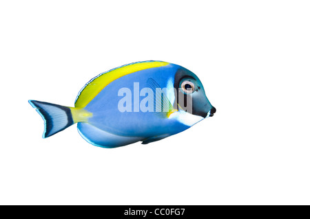 Powder Blue Tang Fisch isoliert auf weißem Hintergrund Stockfoto