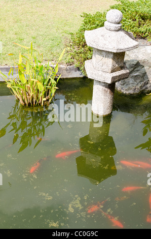 Koi im Teich schwimmen durch japanische Laterne im japanischen Garten in Chiang Mai Thailand Stockfoto