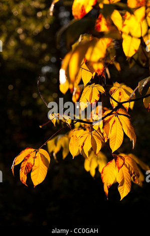 Aesculus Parviflora, Zwerg Buckeye, im Herbst Stockfoto