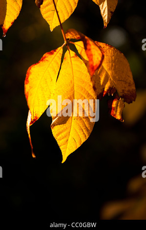 Aesculus Parviflora, Zwerg Buckeye, im Herbst Stockfoto