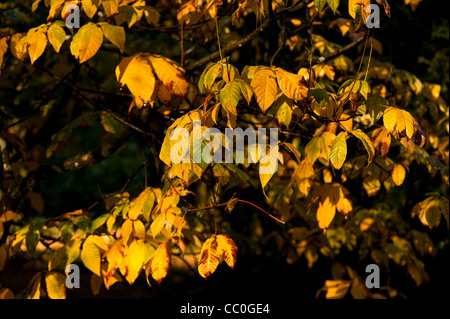 Aesculus Parviflora, Zwerg Buckeye, im Herbst Stockfoto