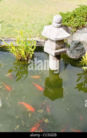 Koi im Teich schwimmen durch japanische Laterne im japanischen Garten in Chiang Mai Thailand Stockfoto