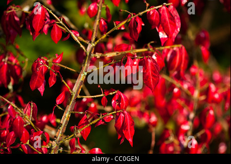 Euonymus Alatus, Winged Spindel Baum im Herbst Stockfoto