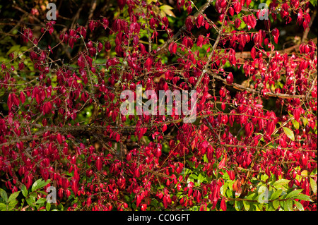 Euonymus Alatus, Winged Spindel Baum im Herbst Stockfoto