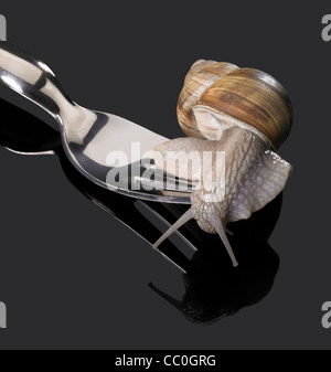 Studiofotografie einer Weinrebe Schnecke kriecht auf eine Gabel in dunklen reflektierende Rückseite Stockfoto