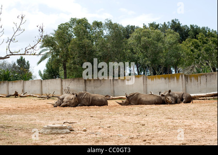 Nashörner im Safari-Park in Tel Aviv, Israel Stockfoto
