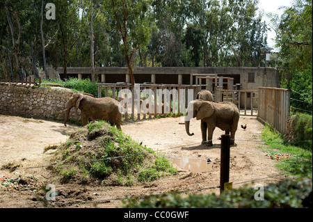 Elefanten im Safaripark von tel Aviv, israel Stockfoto