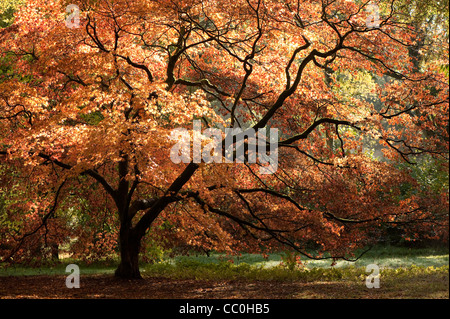 Acer Palmatum SSP. Matsumurae im Herbst Stockfoto