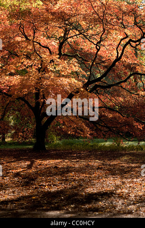 Acer Palmatum SSP. Matsumurae im Herbst Stockfoto