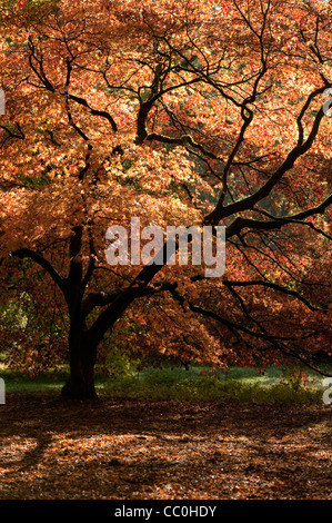 Acer Palmatum SSP. Matsumurae im Herbst Stockfoto