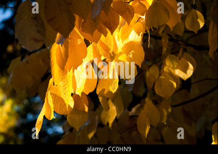 Gelbholz, Cladrastis Lutea, im Herbst Stockfoto