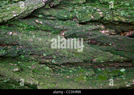 Nahaufnahme von Flechten und Moos auf Alter Robinie (Robinia Pseudoacacia L) tief zerklüfteten rauen Baumrinde und grünen Flechten und Moos Stockfoto