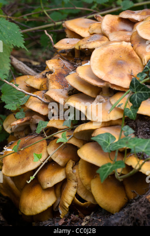 Samt Schaft Flammulina Velutipes Pilze Fruchtkörper Körper wachsen auf einem Baumstumpf Stockfoto