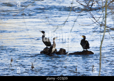 Junge Kormorane in Familie Gruppe, Midwinter, Fluss Tweed, Kelso, Schottland. Stockfoto