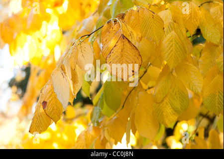 Gelbholz, Cladrastis Lutea, im Herbst Stockfoto