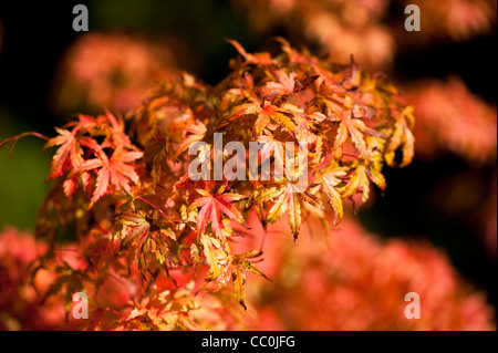 Acer Shirasawanum 'Helena', Shirasawa Ahorn im Herbst Stockfoto