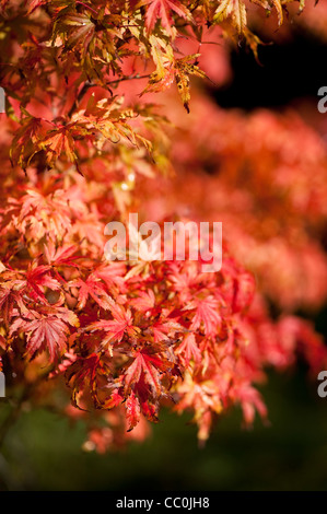 Acer Shirasawanum 'Helena', Shirasawa Ahorn im Herbst Stockfoto