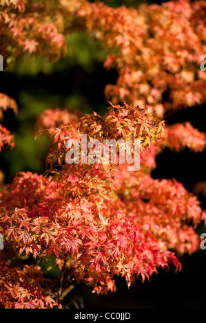 Acer Shirasawanum 'Helena', Shirasawa Ahorn im Herbst Stockfoto