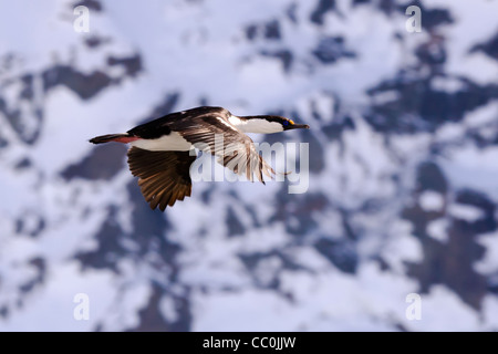 Blue eyed Antarktis shag Wild Stockfoto