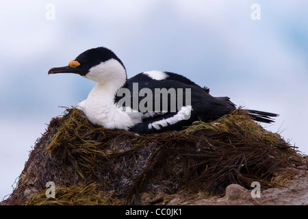 Blue eyed Antarktis shag Wild Stockfoto