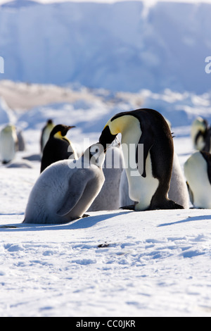 30 Tage alten Kaiser Küken und Erwachsenen Aptenodytes Forsteri Wild Stockfoto