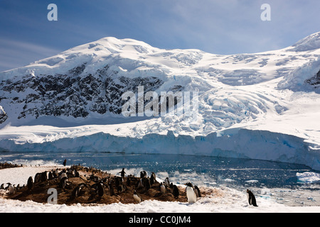 Gentoo Penguin Pygoscelis Papua Antarktis Antarktis Zucht Neko Harbor Hafen Wild Stockfoto