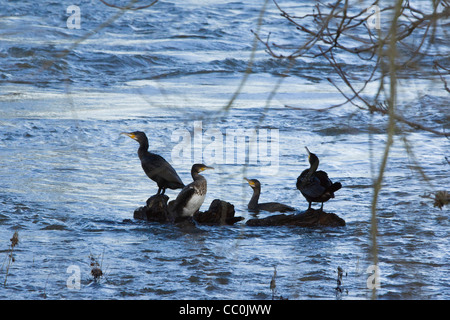 Junge Kormorane in Familie Gruppe, Midwinter, Fluss Tweed, Kelso, Schottland. Stockfoto