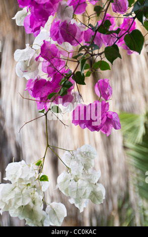 Bunte Bougainvillea-Blüten (Hochblätter, tatsächlich farbige Blätter) auf Teneriffa Stockfoto