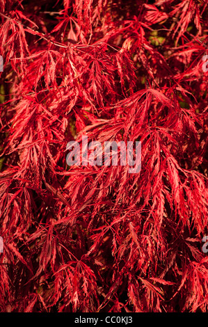 Acer Palmatum Var Dissectum "Crimson Queen", japanischer Ahorn 'Crimson Queen', im Herbst Stockfoto