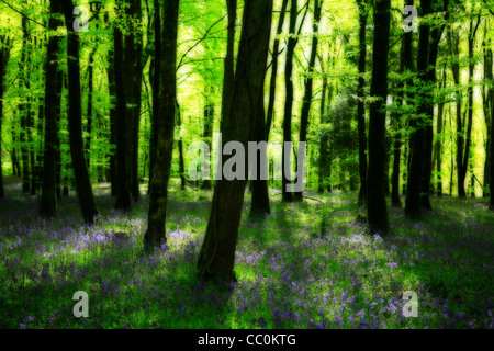 Frühen Morgenlicht in Bluebell Woods. Roscommon. Irland Stockfoto