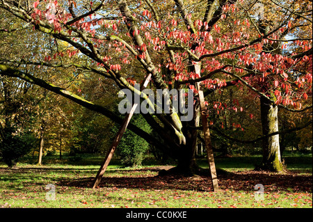 Prunus Sargentii, Sargents Kirsche Baum, im Herbst Stockfoto