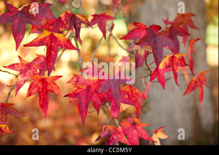 Liquidambar Styraciflua, American Sweetgum im Herbst Stockfoto