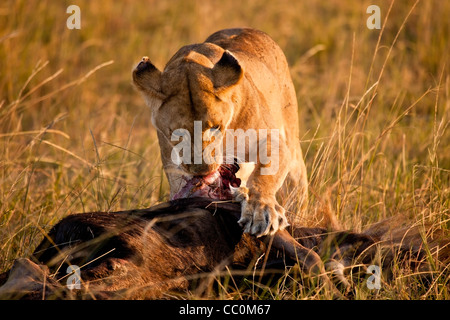 Kenia - Masai Mara - Löwen am frühen Morgen Kill Stockfoto