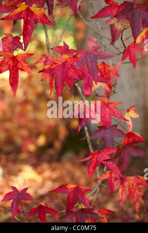 Liquidambar Styraciflua, American Sweetgum im Herbst Stockfoto