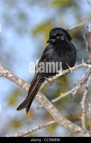 Gabel-tailed Drongo, gemeinsame Drong, afrikanische Drongo, Savanna Drongo Stockfoto