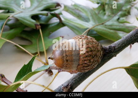 Nahaufnahme von Färbereiche Zweig Blätter und Eicheln (Quercus Velutina Lam) Stockfoto